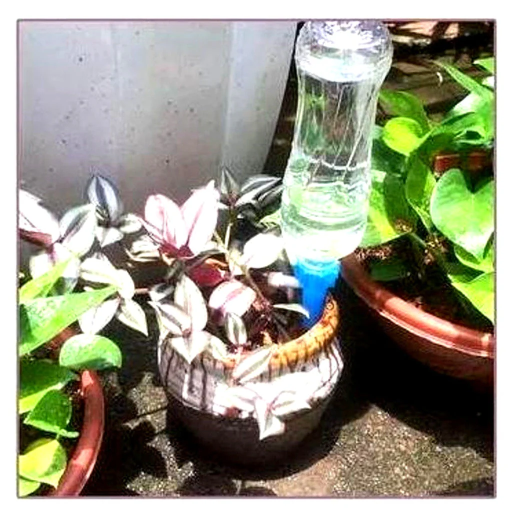Miniatuur 3